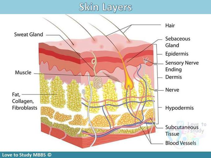 Skin layer