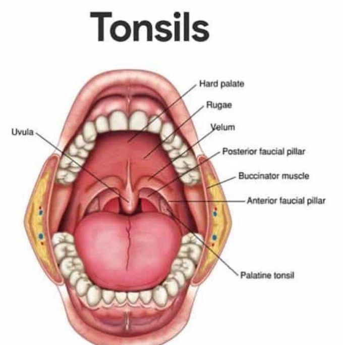 Tonsils