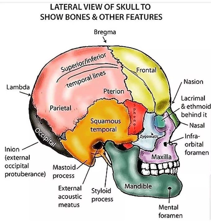 The Skull