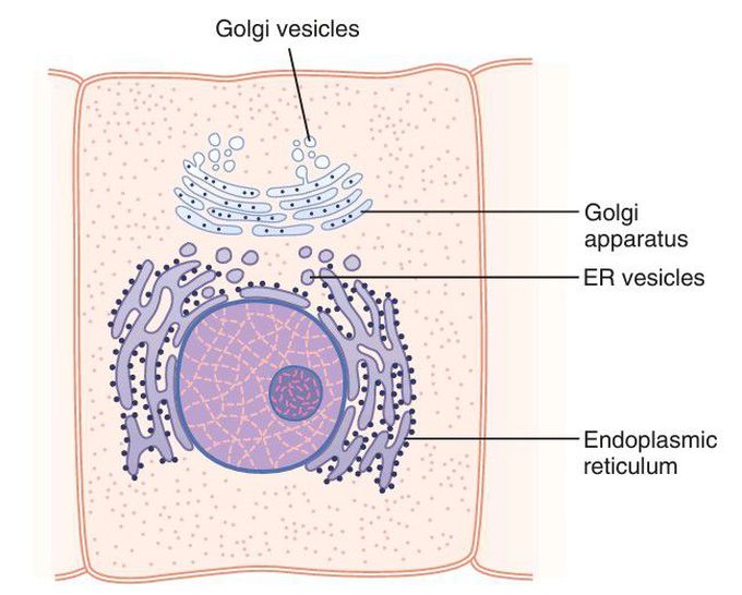 Golgi apparatus