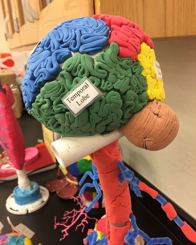 Temporal lobe