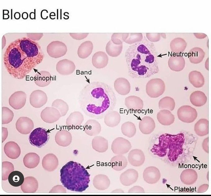 Histological appearance of Blood cells