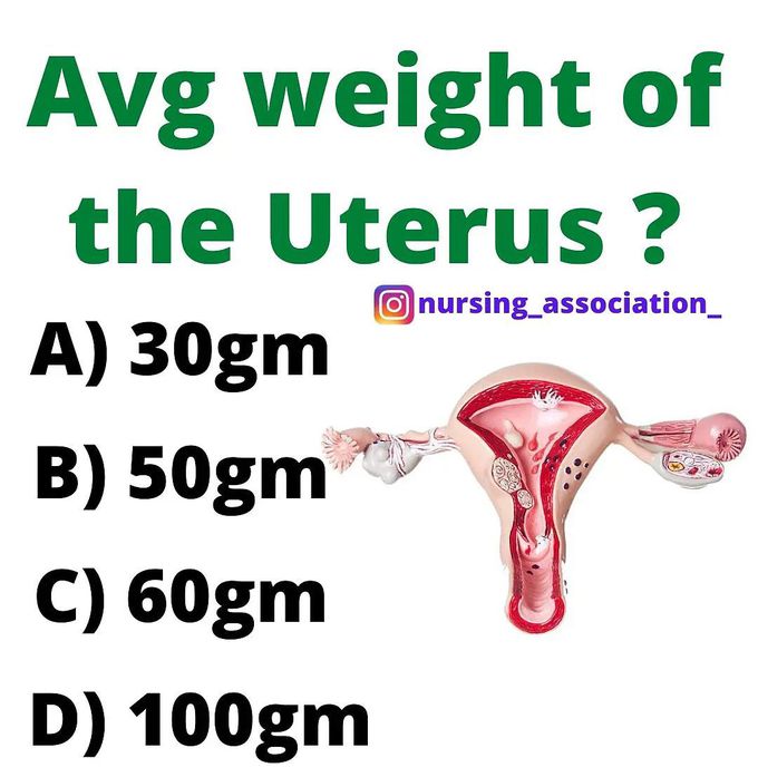 Average weight of the uterus