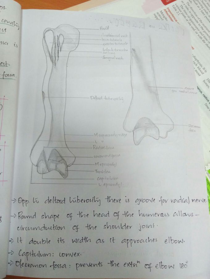 Humerus