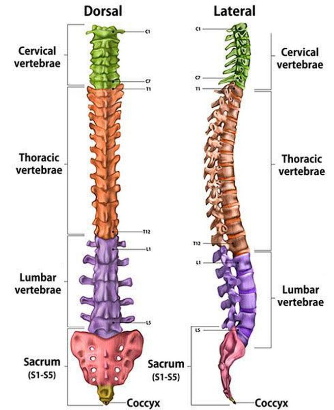 Lumber spine