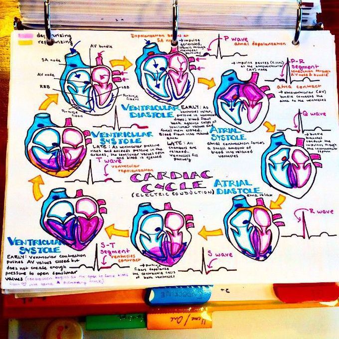 Cardiac cycle