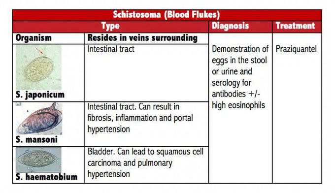 Schistosoma