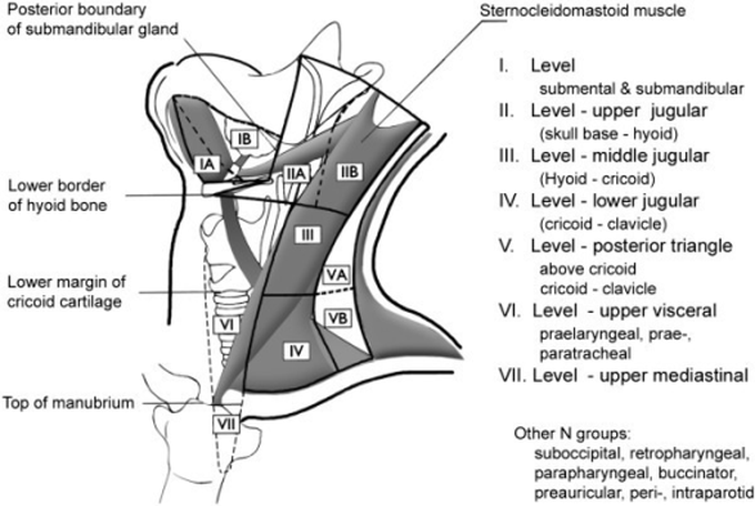 Head & Neck