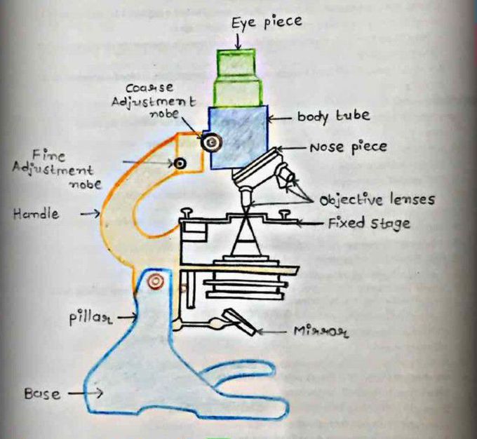 Compound microscope