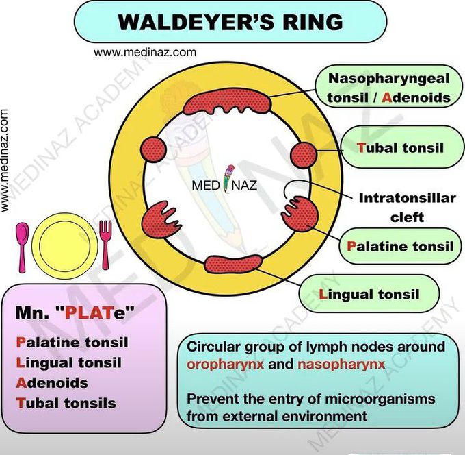 Waldeyer's Ring