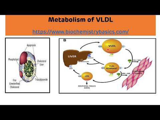 Metabolism of very high density lipoproteins (VLDL)