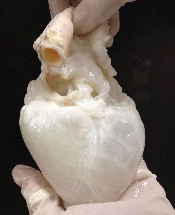 A Ghost Heart!