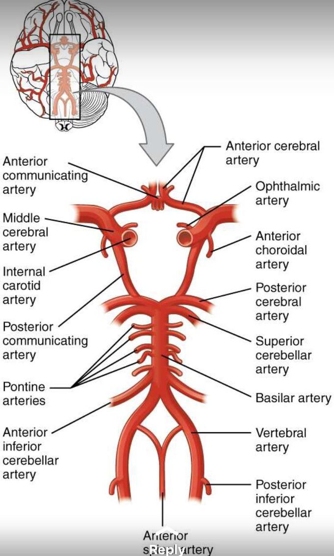 Circle of Willis
