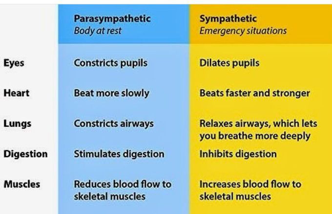 Sympathetic Vs Parasympathetic