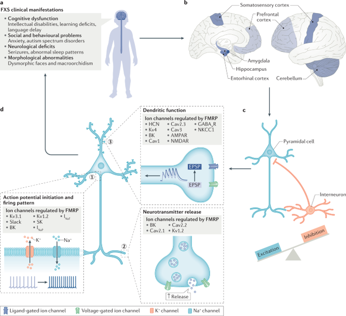 Channelopathies in fragile X syndrome