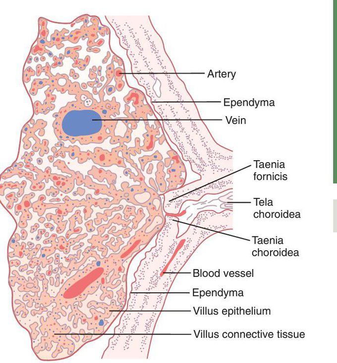 Choroid plexus