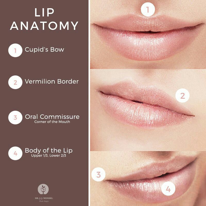 Lip Anatomy - MEDizzy