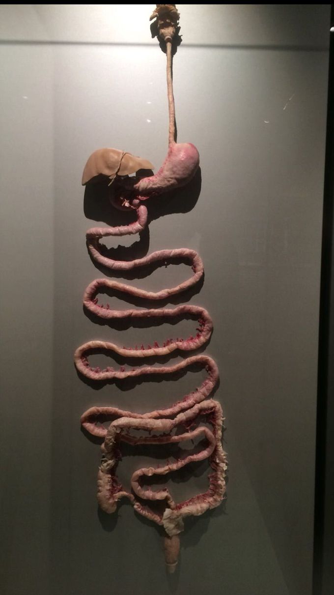 Digestive system