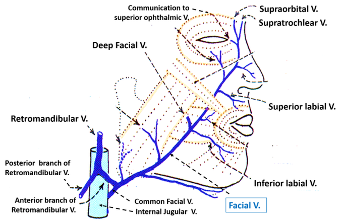 This is how lymphatic drainage of face looks like!