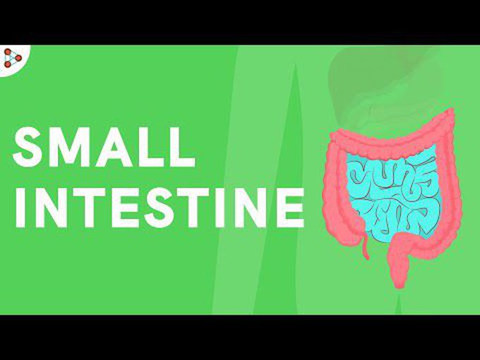 Physiology of small intestine