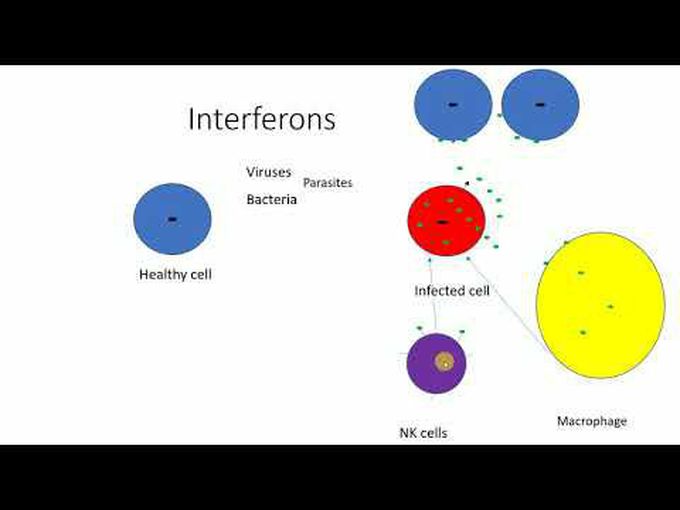 Introduction to Interferons