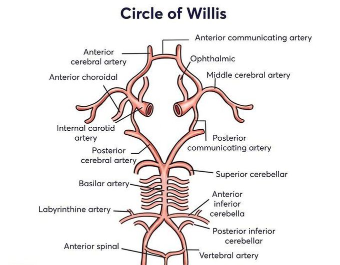 Circle of willis MEDizzy