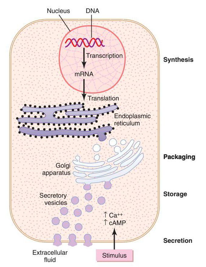 Synthesis and secretion of peptide hormones.