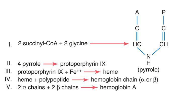 Hemoglobin