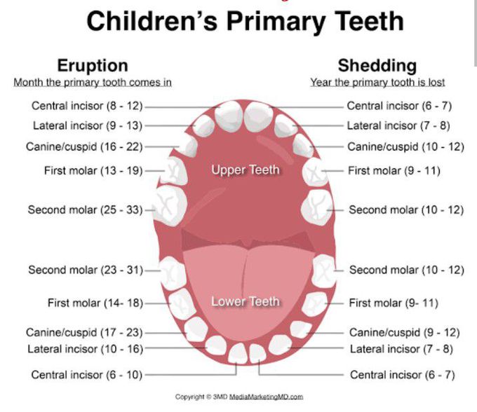 Primary Teeth- Eruption and Shedding - MEDizzy