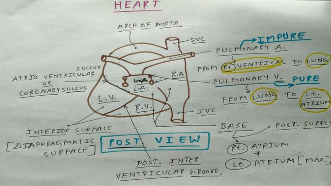 Heart External Features (posterior view)💣, PART - 4/4