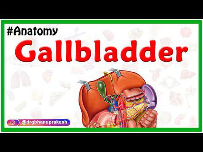 Anatomy of Gallbladder