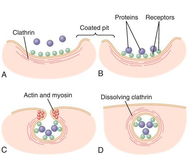 Pinocytosis