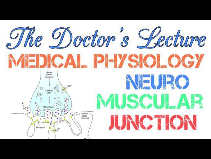 Neuro-Muscular Junction