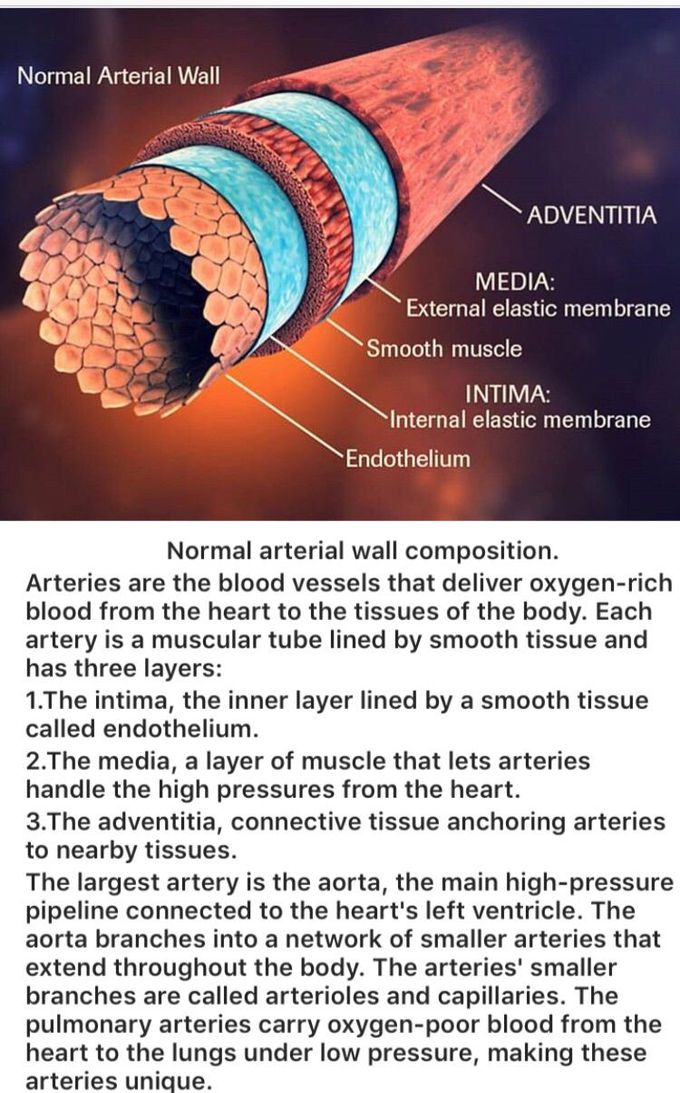 ARTERIAL WALL COMPOSITION