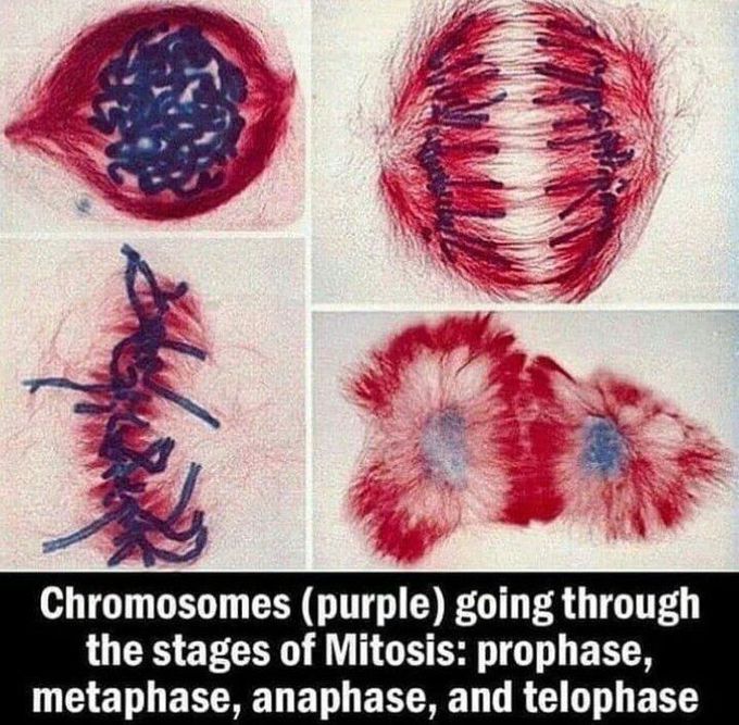 Mitosis
