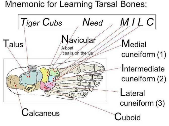 Tarsal Bones