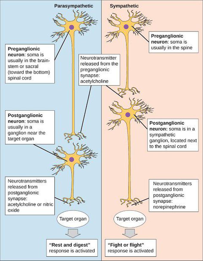 The Peripheral Nervous System