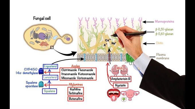 Pharmacology of Antifungal Drugs-I