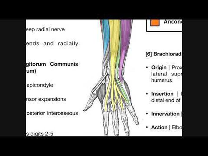 Posterior Compartment of Forearm- Muscles of Deep Layer