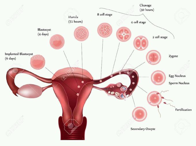 fertilization and implantation