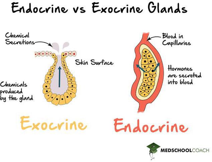 Endocrine vs Exocrine Gland