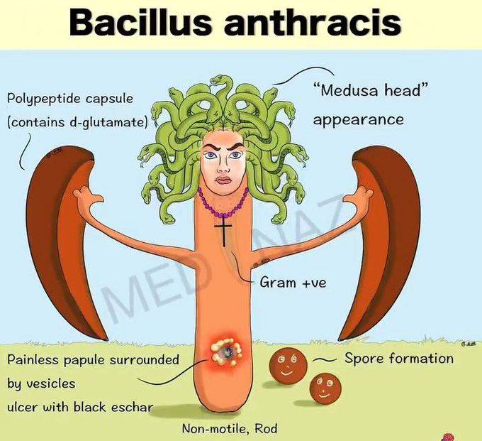 Bacillus Anthracis