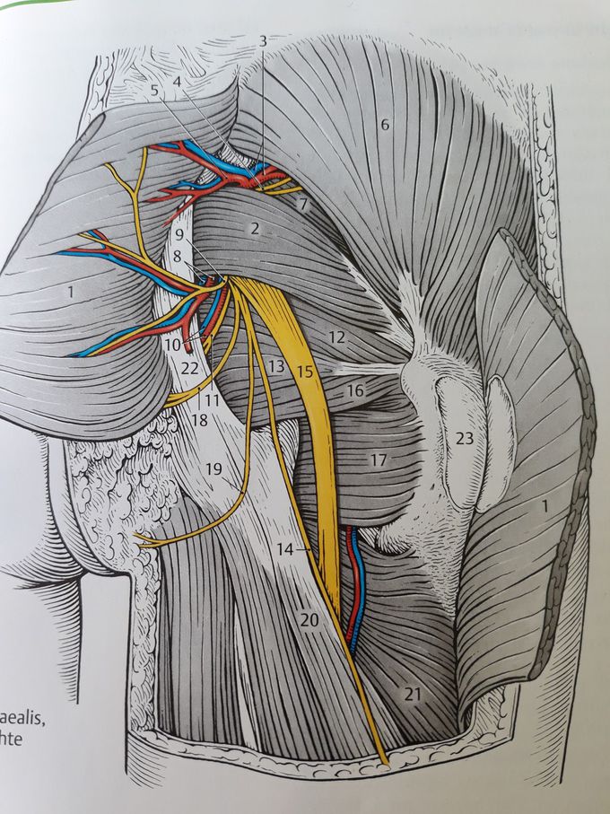 Regio glutaealis