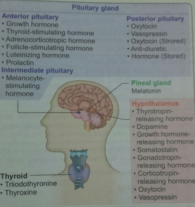 Hormones