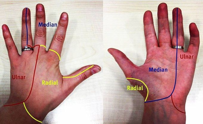 Innervation of Hands