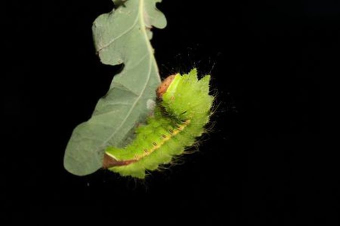 Silk could be used to repair damaged spinal cords