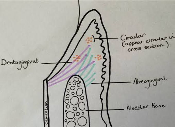 Gingival fibers - MEDizzy