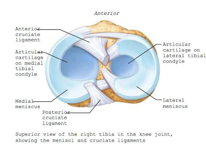 Inside the knee joint