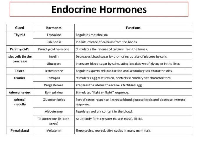 Endocrine Hormones