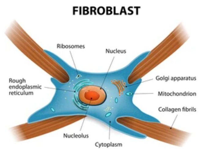 Fibroblasts